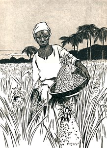 Samler ananas, 1912 av Charles Robinson