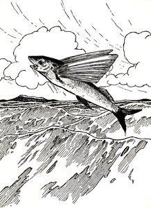 The Flying Fish, 1912