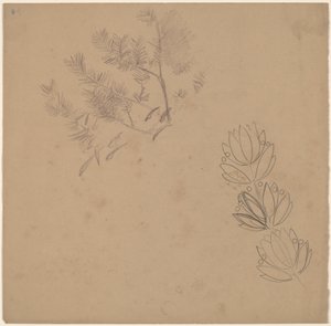 Studer for et kantdesign med en skisse av et tre av Charles Sprague Pearce