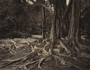 Rubber Tree, Assam, India Ficus Elastica, ca. 1880-tallet.