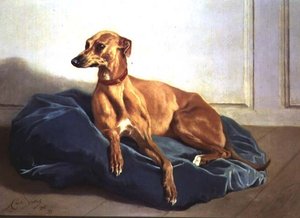 Studie av en hund