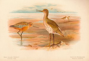 Stanghalespove Limosa rufa, Rødbenkel Totanus, 1900, 1900 av Charles Whymper