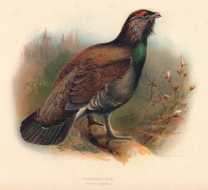 Capercaillie Tetrao urogallus, 1900, 1900