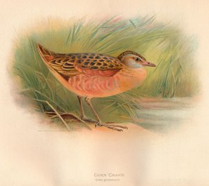 Maiskrekk Crex pratensis, 1900, 1900 av Charles Whymper