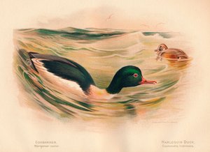 Goosander Merganser trinse, Harlequin Duck Cosmonetta histrionica, 1900, 1900 av Charles Whymper