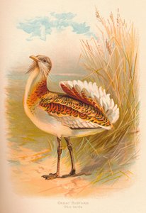 Stor bustard Otis tarda, 1900, 1900