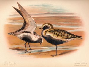 Grey Plover Squatarola helvetica, Golden Plover Charadrius pluvialus, 1900, 1900