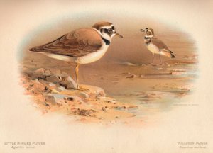 Lille hønehjørne Aegialitis minor, hønehøne Oxyechus vociferus, 1900, 1900 av Charles Whymper