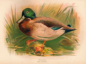 Mallard Anas boschas, 1900, 1900