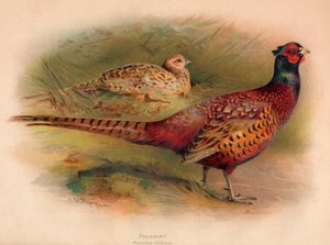 Fasan Phasianus colchicus, 1900, 1900