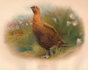 Rype Lagopus scoticus, 1900, 1900