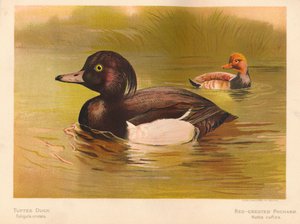 Tufted Duck Fuligata cristata, Red-crested Pochard Netta rufina, 1900, 1900