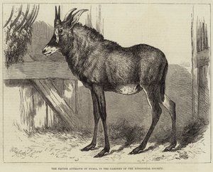Equine Antilope of Nubia, i Gardens of the Zoological Society av Charles William Carter