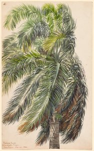 Palma Real av Charles de Wolf Brownell