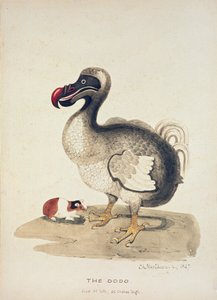 Studie av en Dodo og en marsvin, 1847 av Charlotte Augusta Spencer Churchill