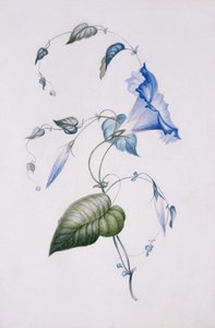Blue convolvulus, 1832 (wc på papir)