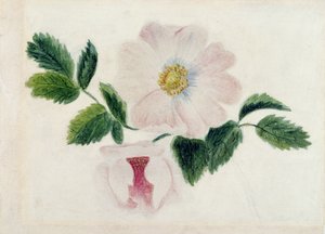 Rosa roser (wc på papir)