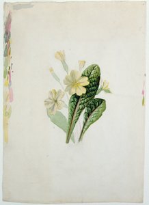 Studie av en primula, ca. 1830 (wc på papir)