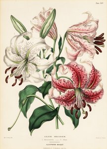 Japanske liljevarianter, Lilium specioseum av Charlotte Caroline Sowerby