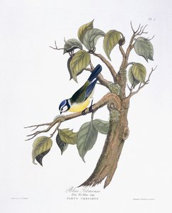 Blåmeis av Charlotte L. E. Perrott