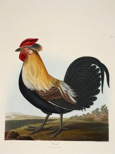 Cock, Phasianus, pub. 1835 Håndfarget gravering. av Charlotte Lousia Emily Perrott