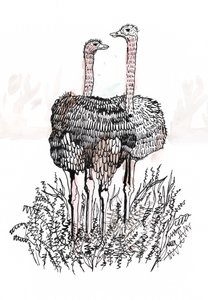 Flamingoer, 2018 (penn og blekk) av Charlotte Orr