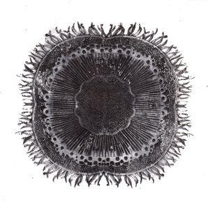 Planteceller, 2019 (tørrpunktetsing) av Charlotte Orr