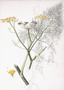 En botanisk studie, 1822-1845 av Charlotte Strickland