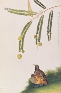 Barred Buttonquail, fra Tegninger av fugler fra Malacca, ca. 1805-18 (wc på papir) av Chinese School