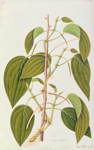 Betel Leaf, fra Fifty-Five Drawings of Medicinal Plants of Malacca, bind 1, ca. 1805-18 (wc på papir) av Chinese School