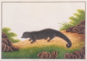 Binturong, fra tegninger av dyr, insekter og reptiler fra Malacca, ca. 1805-18 (wc og gouache på papir) av Chinese School