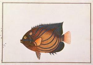 Blåringet Angelfish, fra Drawings of Fishes from Malacca, ca. 1805-18 (wc på papir) av Chinese School