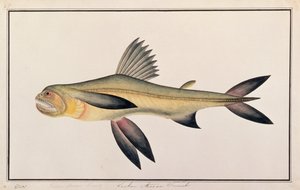 Bombay Duck, fra Drawings of Fishes from Malacca, ca. 1805-18 (wc på papir) av Chinese School