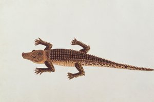 Boo-ay-ah Alligator, fra Tegninger av dyr, insekter og reptiler fra Malacca, ca. 1805-18 (wc og gouache på papir) av Chinese School