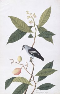 Booah Nawa Hawa, fra Drawings of Birds from Malacca, ca. 1805-18 (wc på papir) av Chinese School