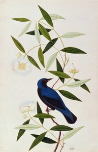 Boorah Farleeh, fra Drawings of Birds from Malacca, ca. 1805-18 (wc på papir) av Chinese School