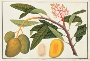 Buihang Mangifera, fra Drawings of Plants from Malacca, ca. 1805-18 (wc på papir) av Chinese School