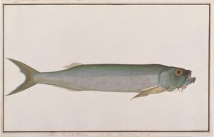 Dorab Wolf-sild, fra Drawings of Fishes from Malacca, ca. 1805-18 (wc på papir) av Chinese School