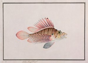 Eekan Linqah Singah, fra Drawings of Fishes from Malacca, ca. 1805-18 (wc på papir) av Chinese School