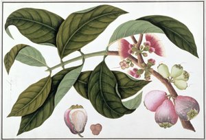 Eugenia eller Jamboo Teloie poote, fra Drawings of Plants from Malacca, ca. 1805-18 (wc på papir) av Chinese School