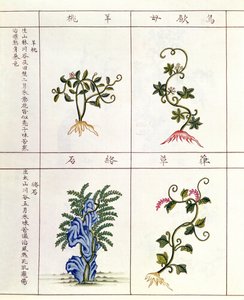 Fire planter fra en Pen Tsao, en samling medisinplanter, 1700-1800-tallet av Chinese School
