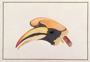 Stor hornfugl, fra Tegninger av fugler fra Malacca, ca. 1805-18 (wc på papir) av Chinese School