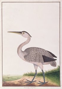 Grey Heron, fra Tegninger av fugler fra Malacca, ca. 1805-18 (wc på papir) av Chinese School