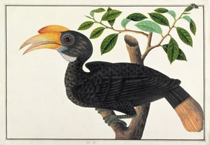 Ke ke, fra Drawings of Birds from Malacca, ca. 1805-18 (wc på papir) av Chinese School