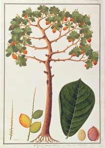 Klapang Terminalia Molucana eller malaysisk mandel, fra tegninger av planter fra Malacca, ca. 1805-18 (wc på papir) av Chinese School