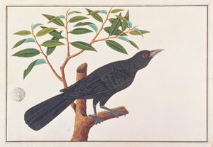 Koel, fra Drawings of Birds from Malacca, ca. 1805-18 (wc på papir) av Chinese School