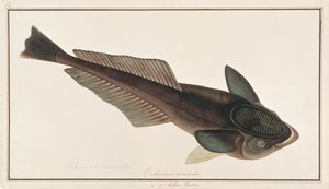 Levende Sharksucker, fra Drawings of Fishes from Malacca, ca. 1805-18 (wc på papir) av Chinese School