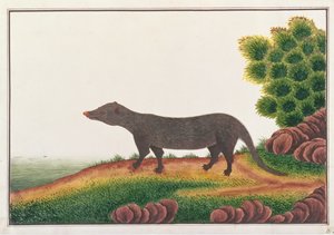 Mongoose, fra tegninger av dyr, insekter og reptiler fra Malacca, ca. 1805-18 (gouache og wc på papir) av Chinese School