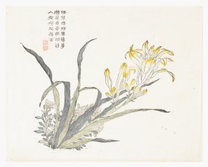 Sennepsfrøhage av Chinese School