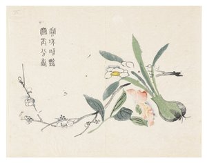 Sennepsfrøhage av Chinese School